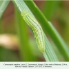 coenonympha symphyta georgia larva2